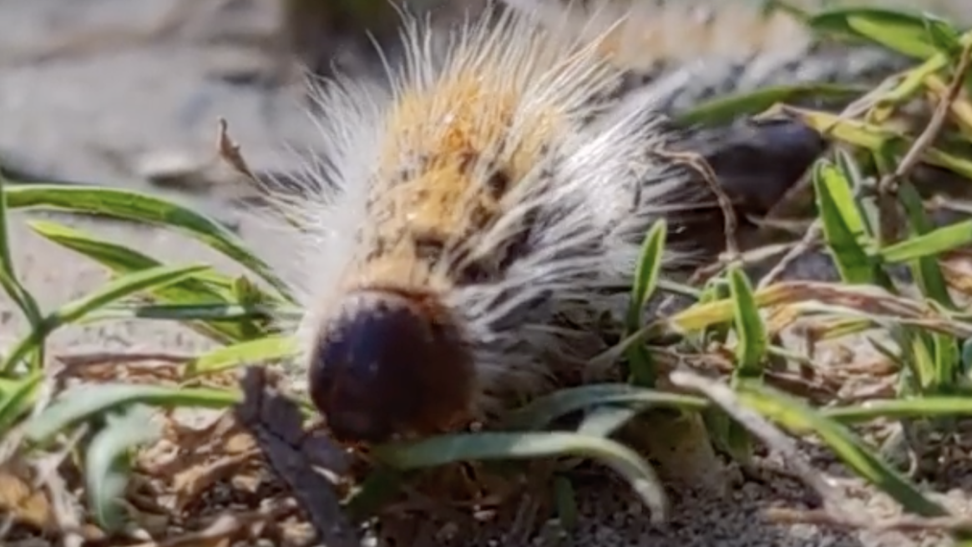 Collare per la cattura delle larve della processionaria del pino