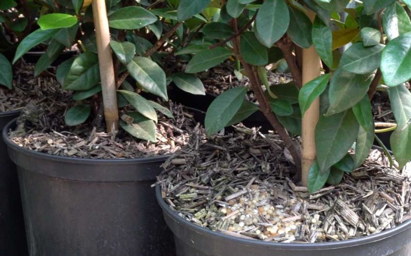 pacciamatura per vasi