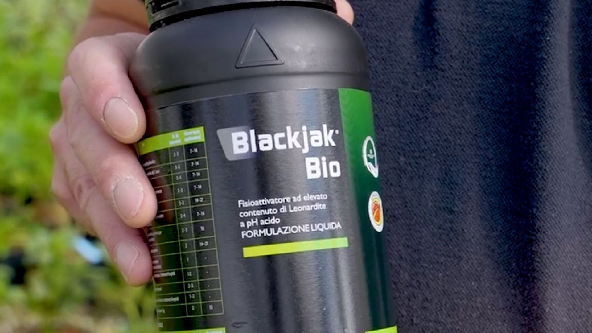 lotta contro la mosca dell'olivo