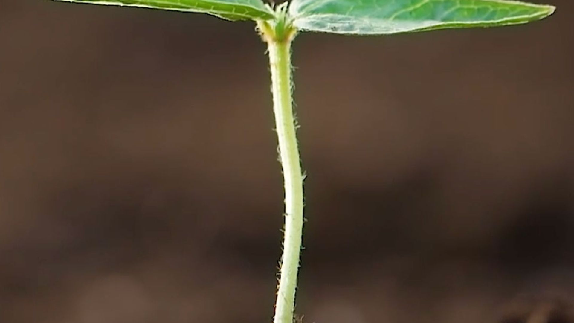 CROP PLUS e PENTAC-5 ALA