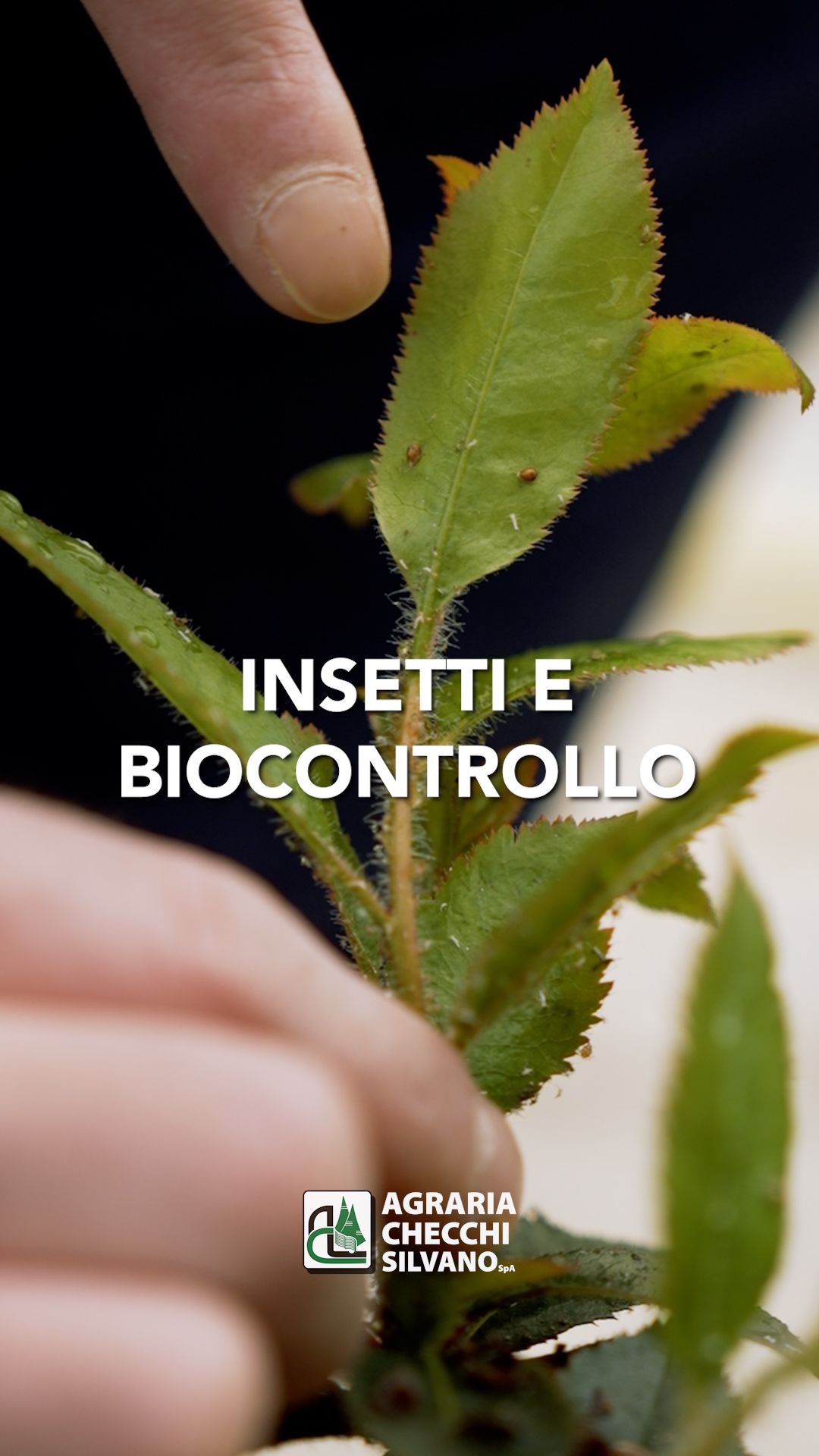 Insetti utili in serra