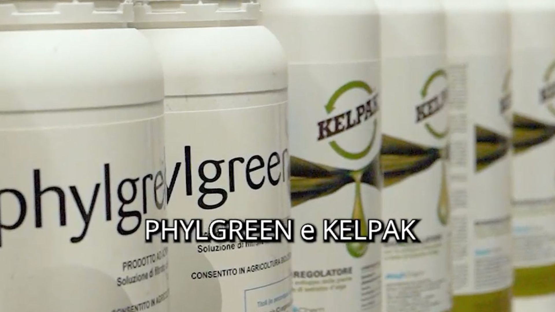 Phylgreen e Kelpak biostimolanti naturali