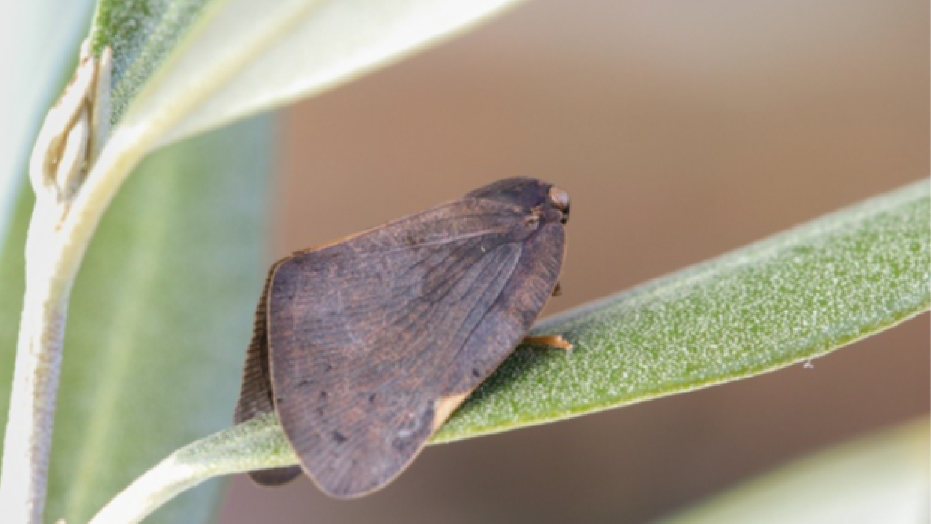 Pochazia shantungensis