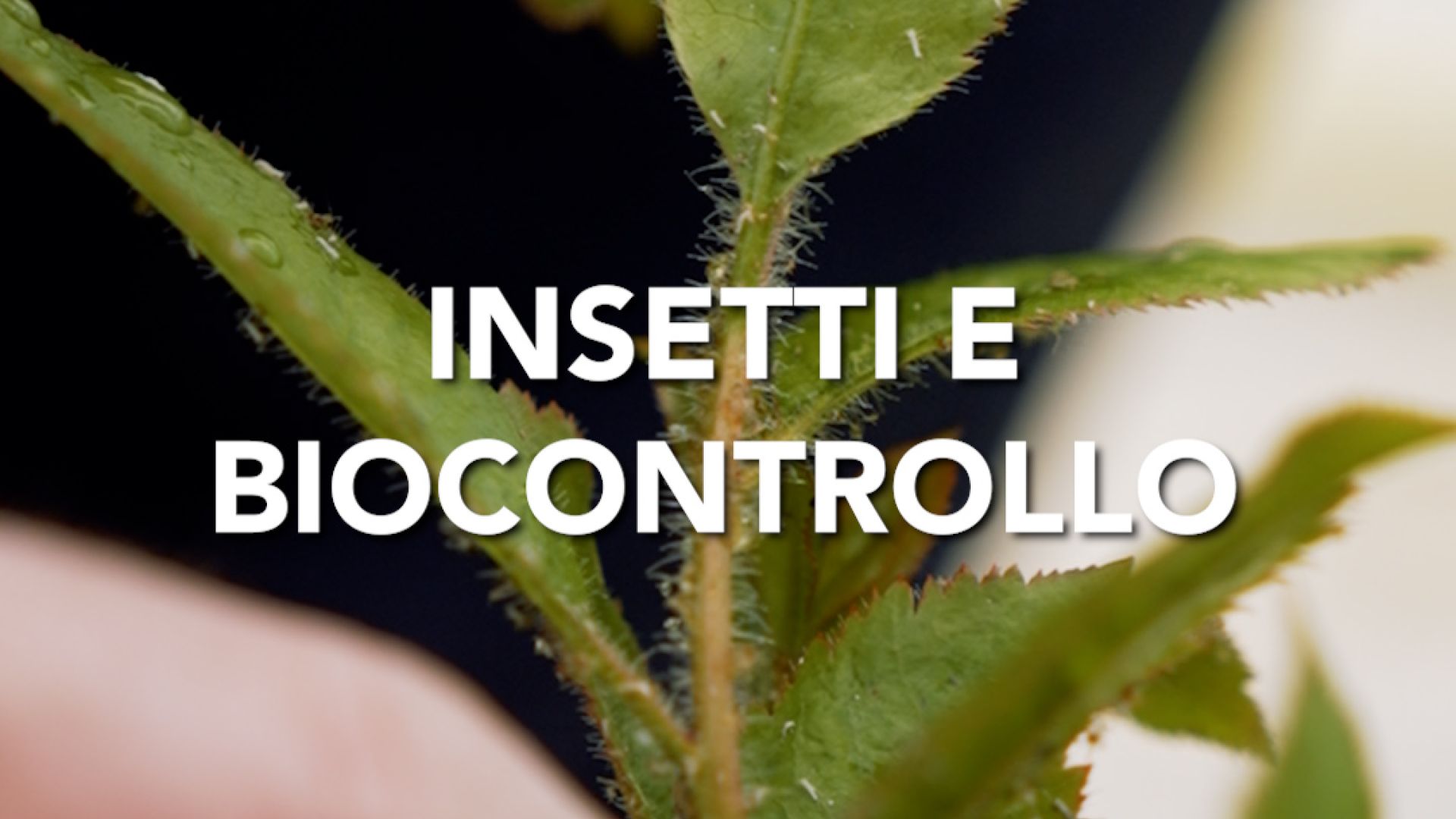 Mosca dell'olivo trattamento