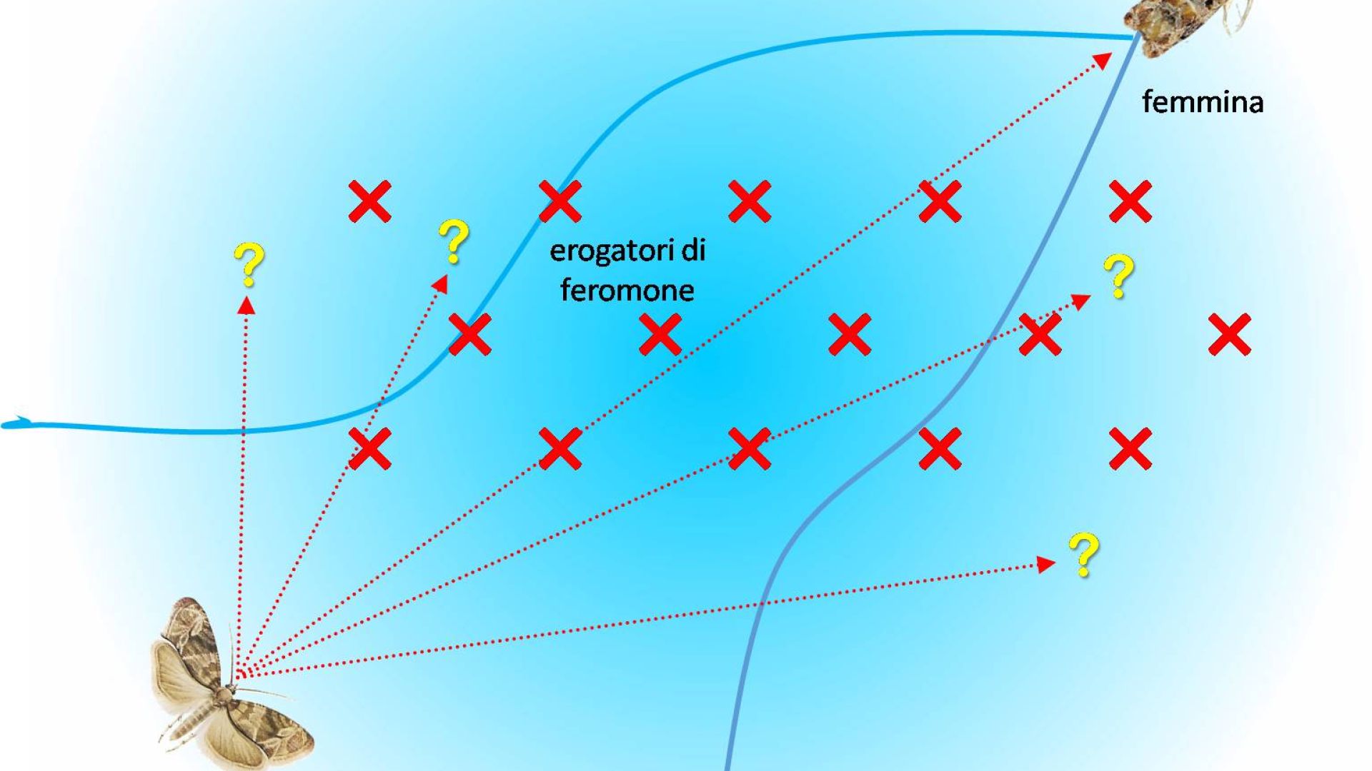 Mosca dell'olivo trattamento