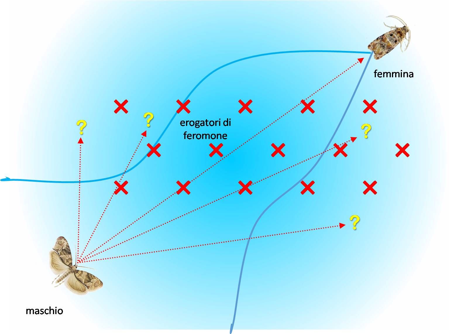 Mosca dell'olivo trattamento