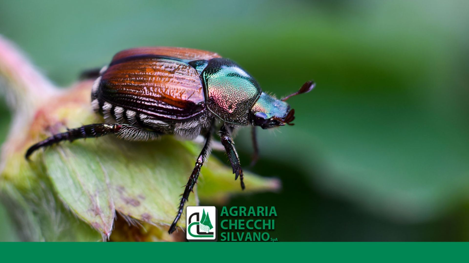 popillia japonica