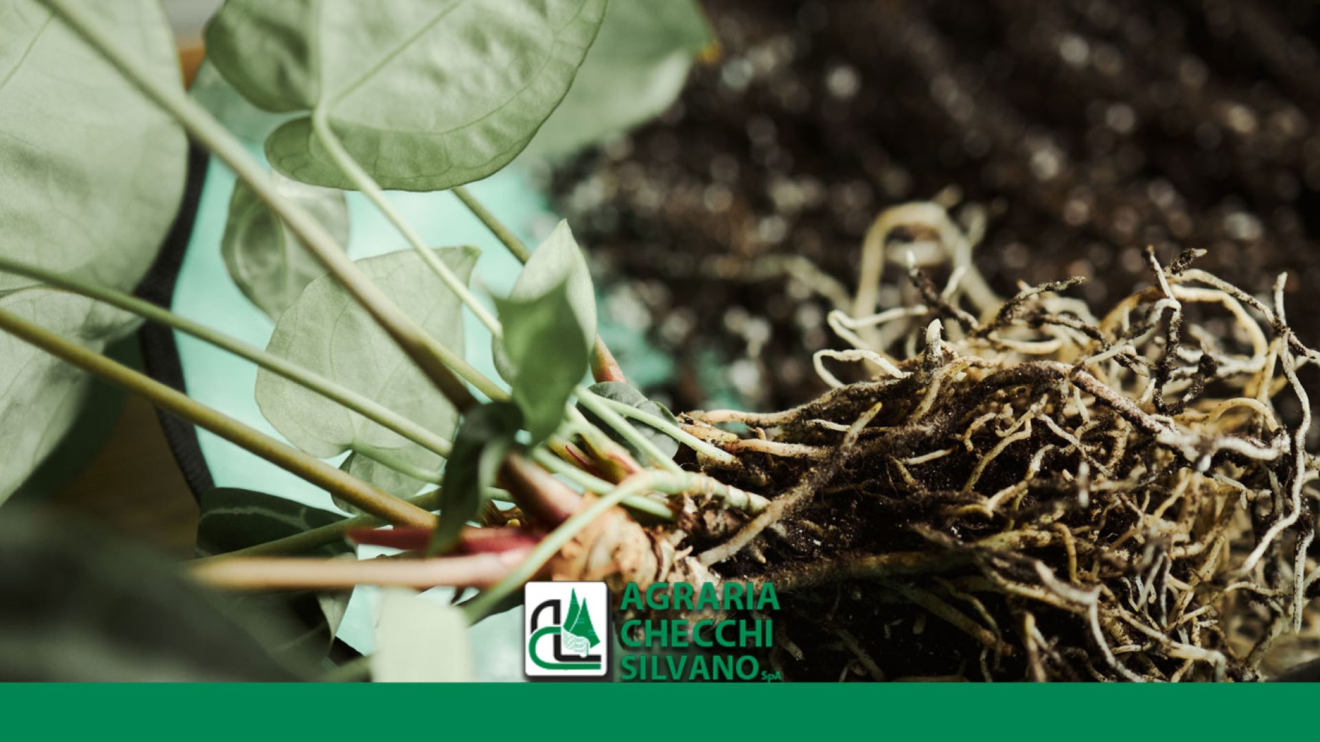 RIDOMIL GOLD EVO fungicida contro Pythium e Phytophthora