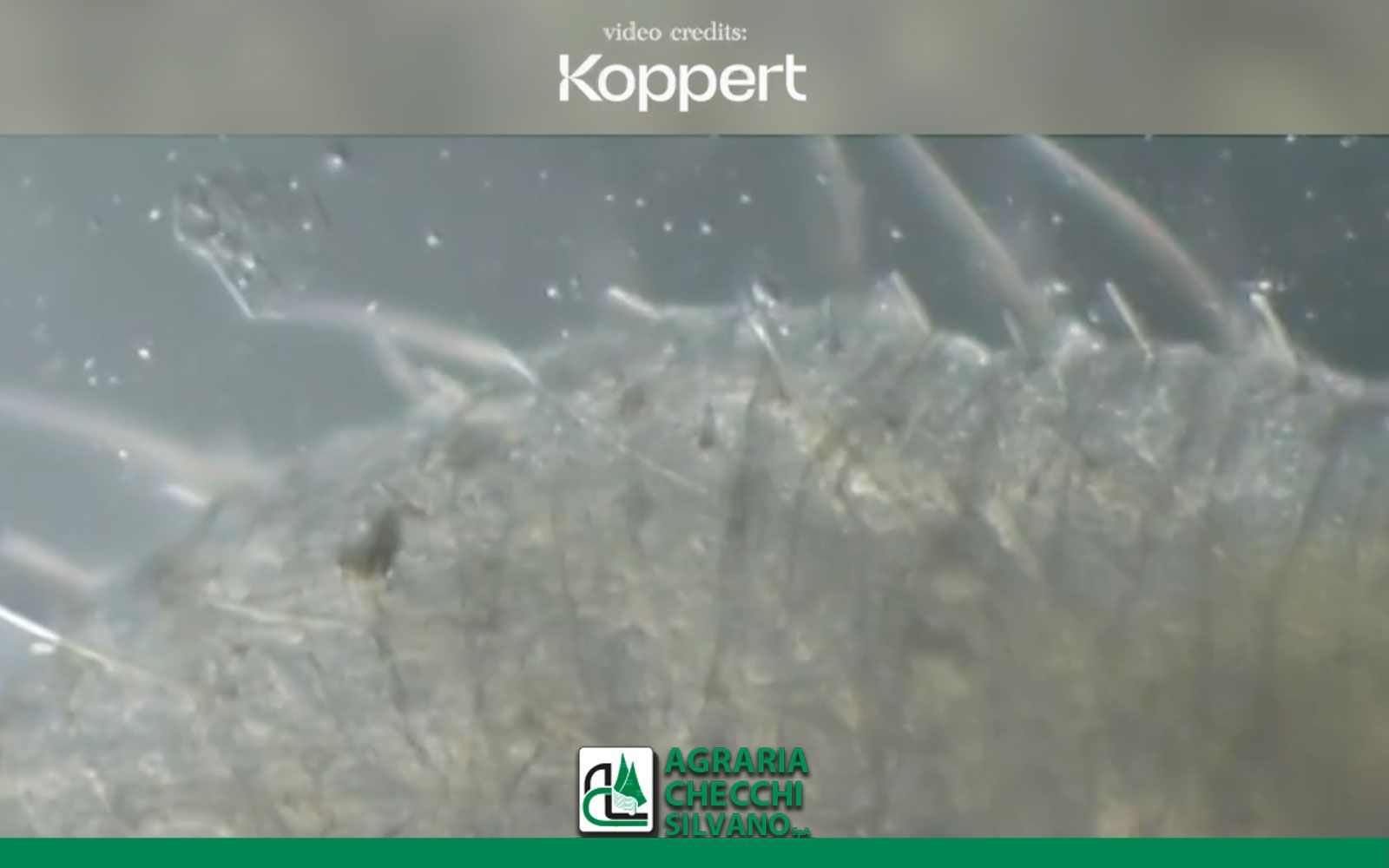 nematodi entomopatogeni nel vivaismo