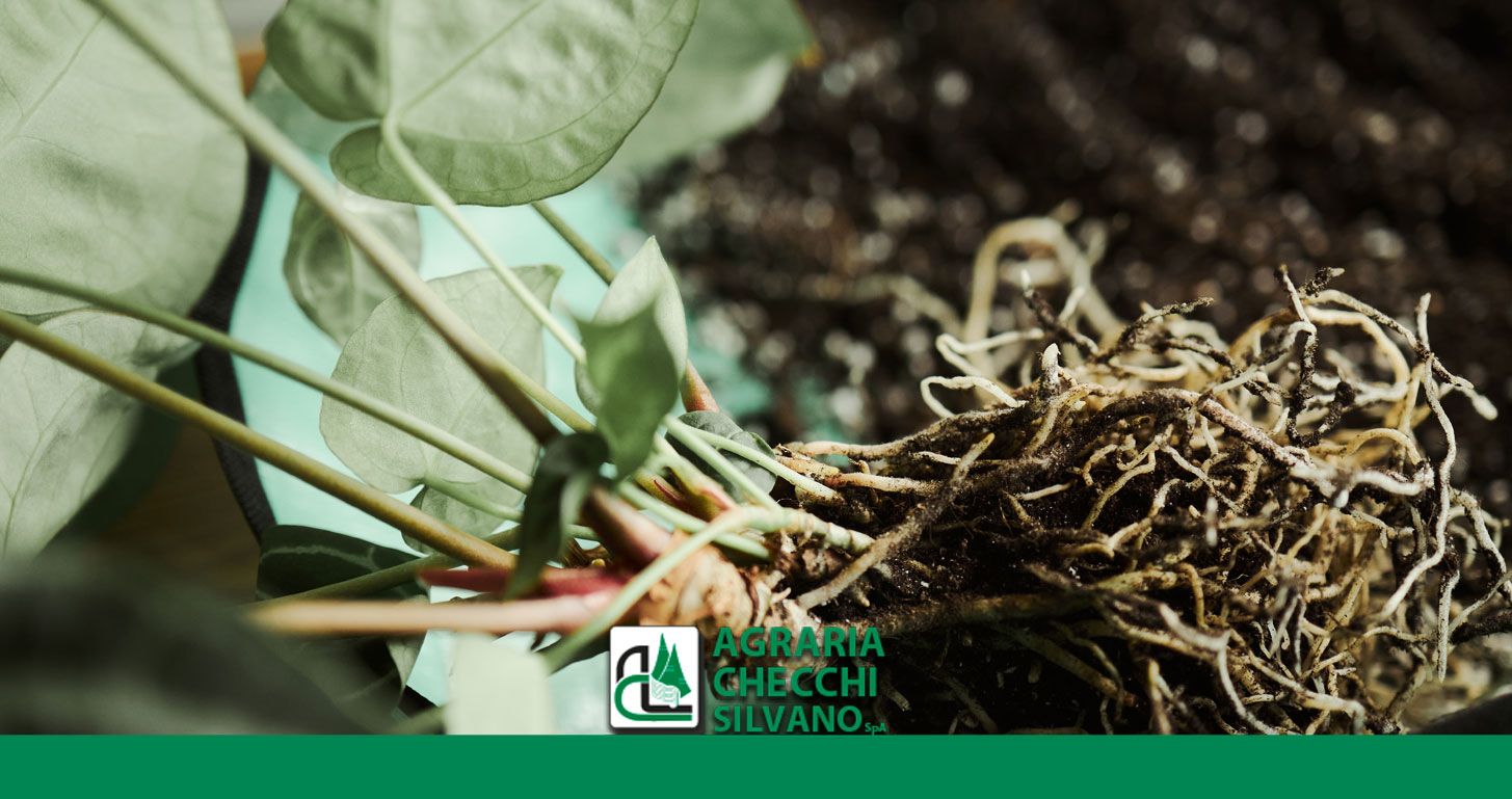 RIDOMIL GOLD EVO fungicida contro Pythium e Phytophthora